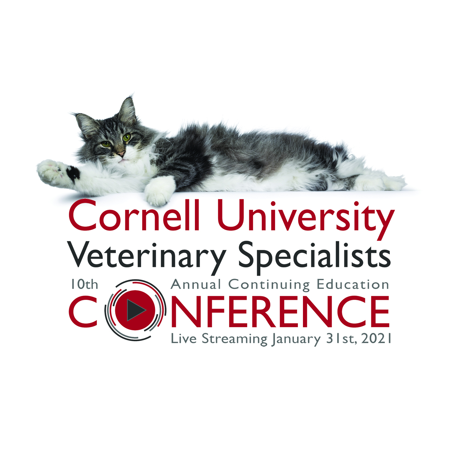 Cornell University Veterinary Specialists Stamford, CT